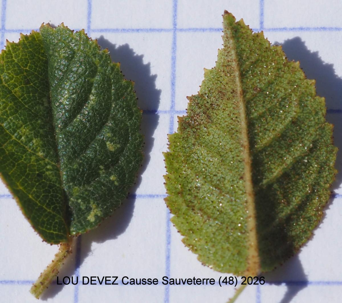 Briar, Sweet leaf